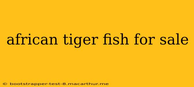 african tiger fish for sale