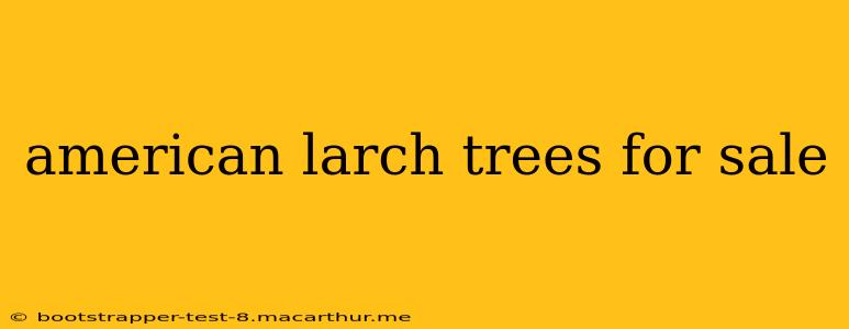 american larch trees for sale