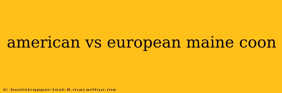american vs european maine coon