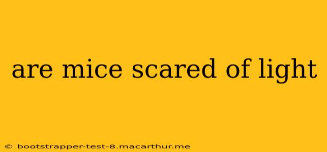 are mice scared of light