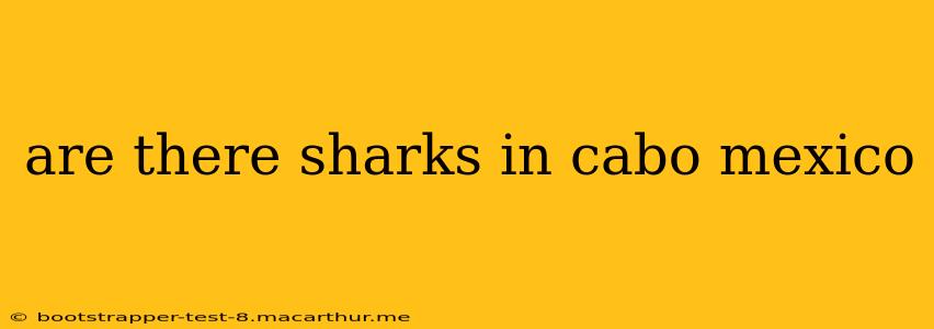 are there sharks in cabo mexico