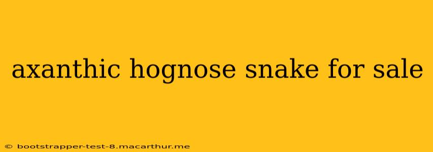 axanthic hognose snake for sale
