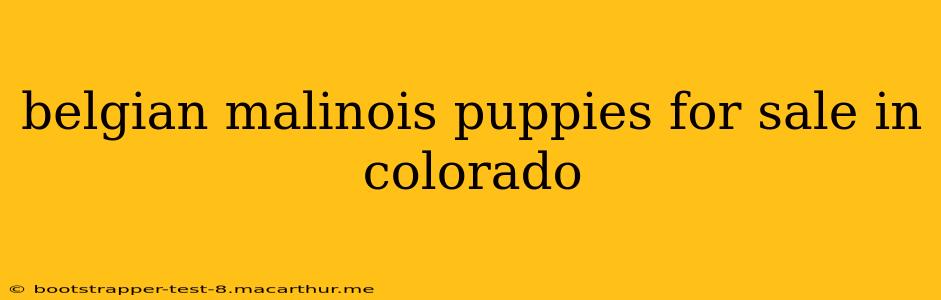 belgian malinois puppies for sale in colorado