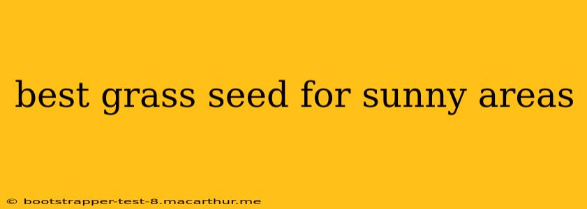 best grass seed for sunny areas
