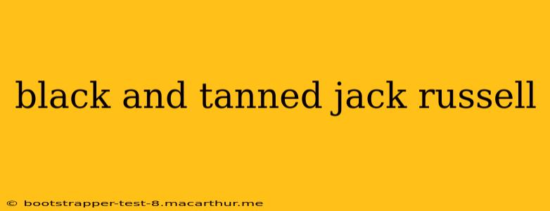 black and tanned jack russell