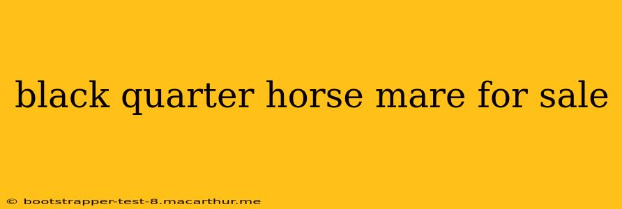 black quarter horse mare for sale