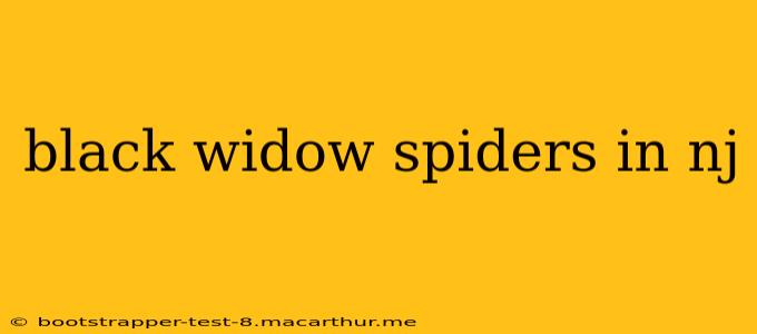 black widow spiders in nj
