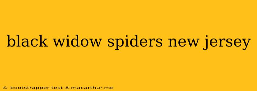 black widow spiders new jersey