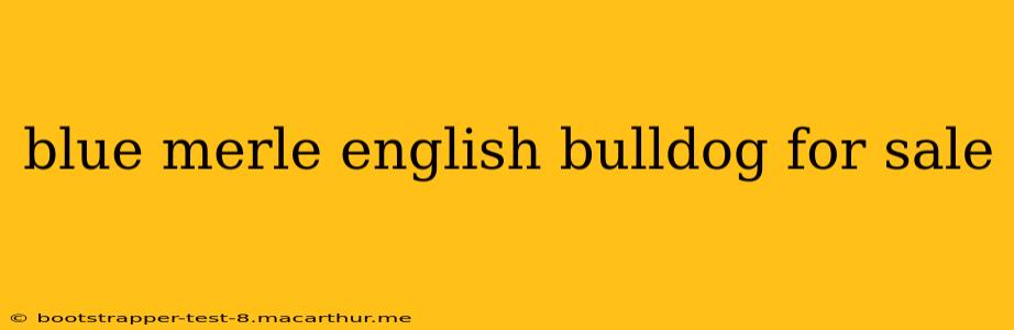 blue merle english bulldog for sale