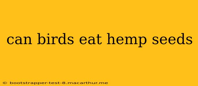 can birds eat hemp seeds