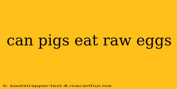 can pigs eat raw eggs
