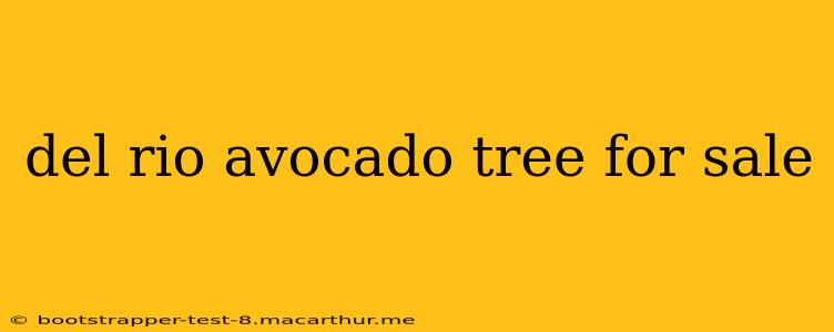 del rio avocado tree for sale