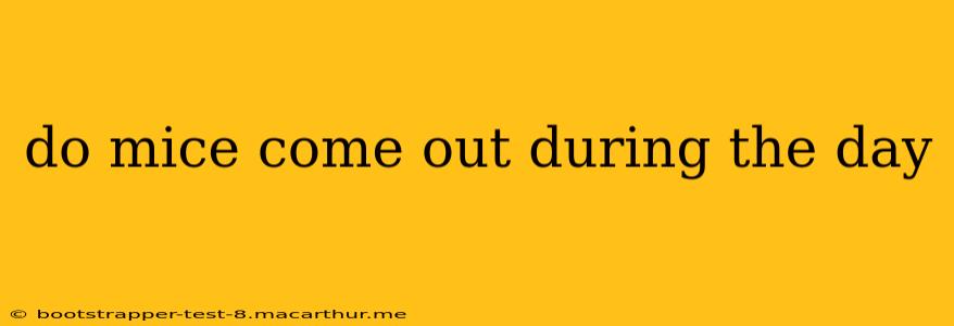 do mice come out during the day