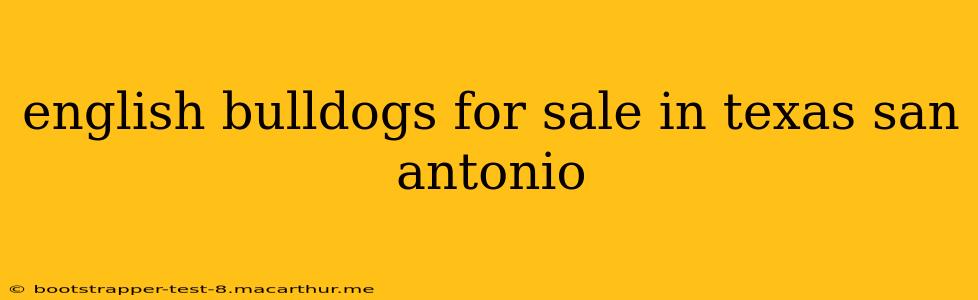 english bulldogs for sale in texas san antonio
