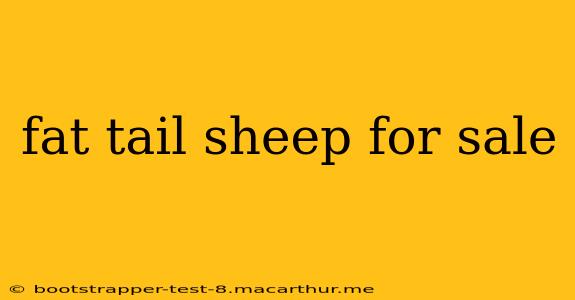 fat tail sheep for sale