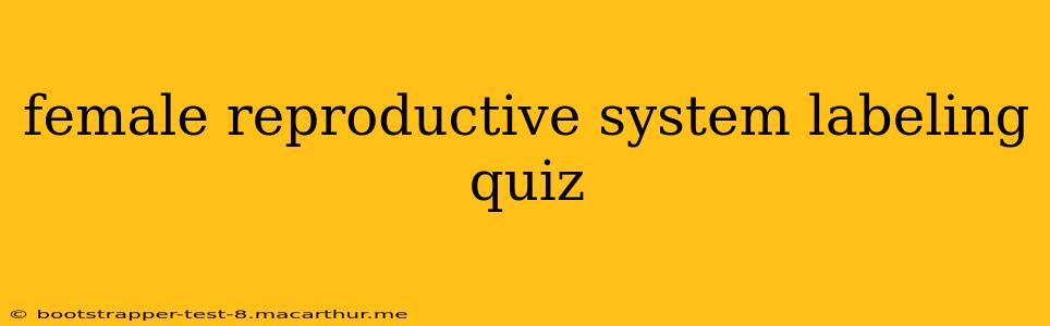 female reproductive system labeling quiz