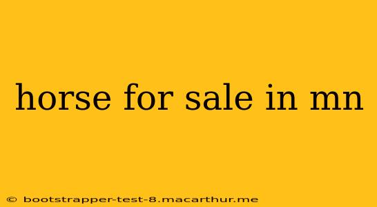 horse for sale in mn