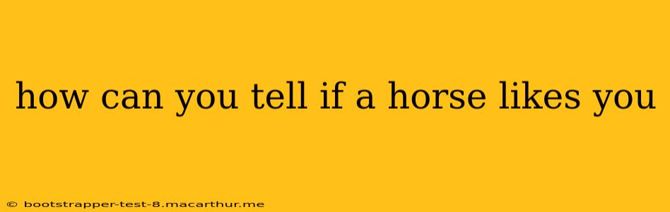how can you tell if a horse likes you
