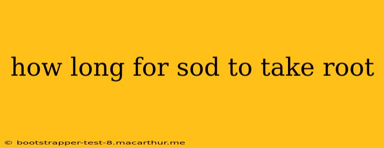 how long for sod to take root