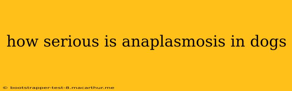 how serious is anaplasmosis in dogs