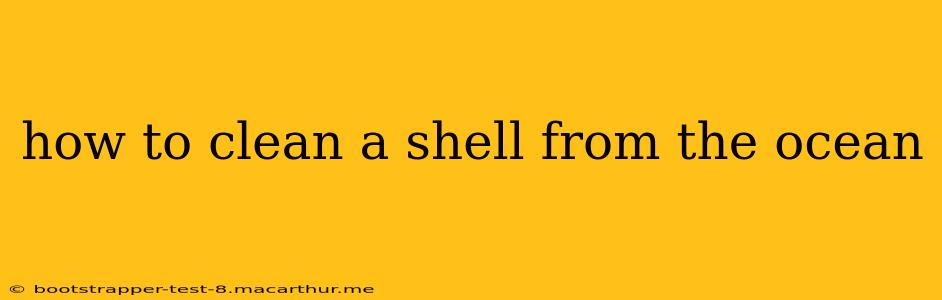 how to clean a shell from the ocean