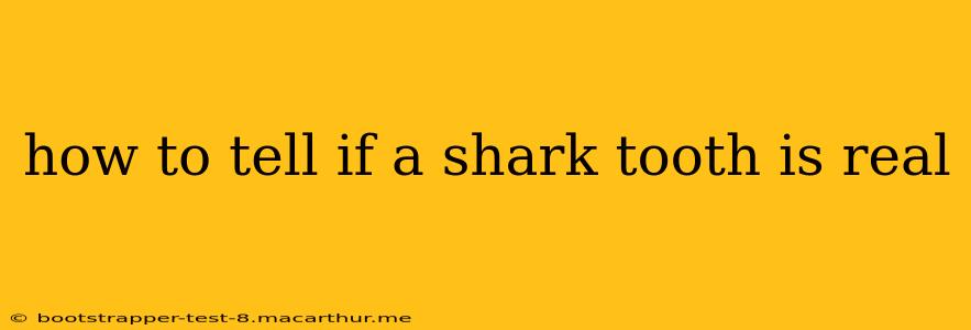 how to tell if a shark tooth is real