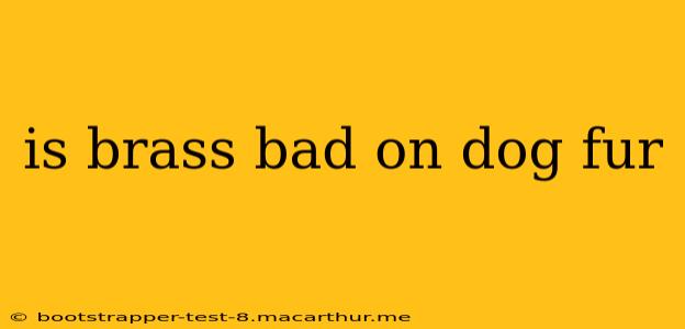 is brass bad on dog fur