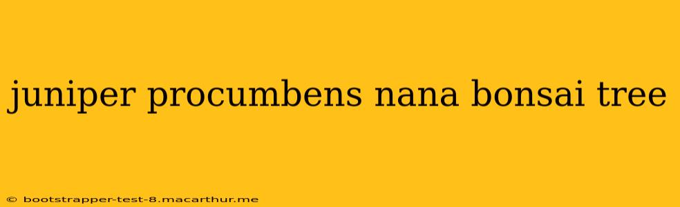 juniper procumbens nana bonsai tree