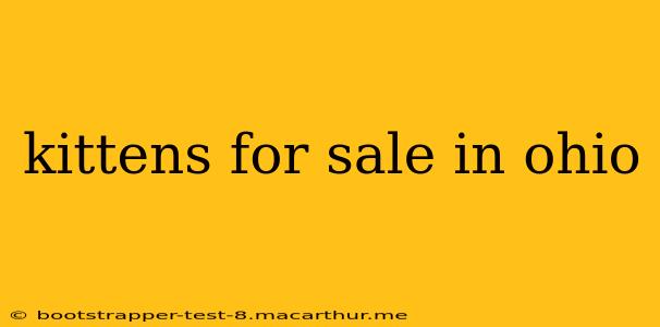 kittens for sale in ohio