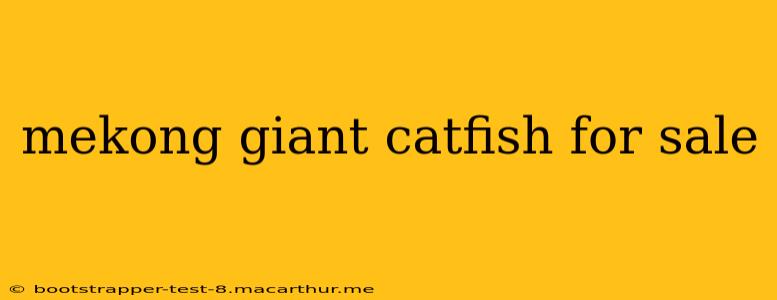 mekong giant catfish for sale