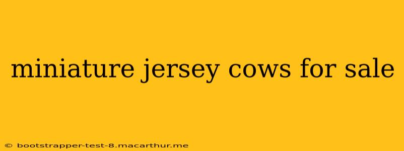 miniature jersey cows for sale
