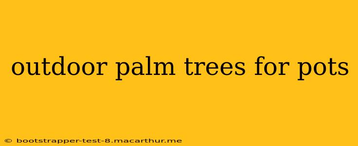 outdoor palm trees for pots