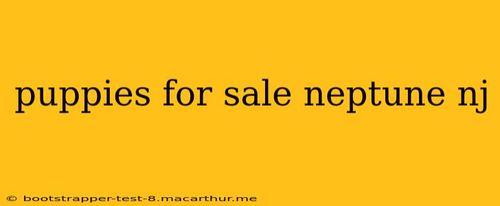 puppies for sale neptune nj