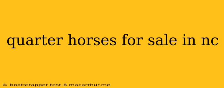 quarter horses for sale in nc