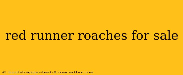 red runner roaches for sale