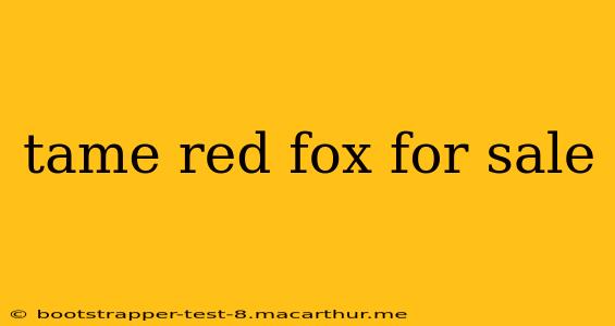 tame red fox for sale