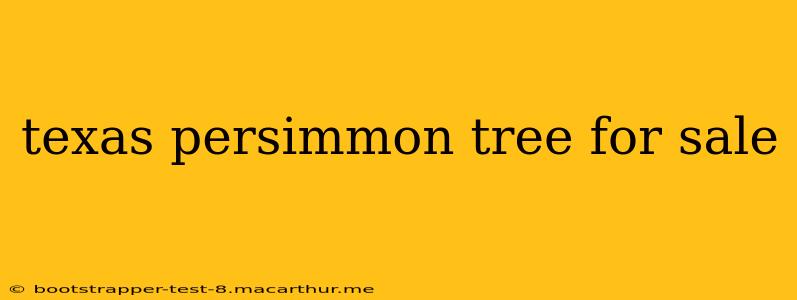 texas persimmon tree for sale