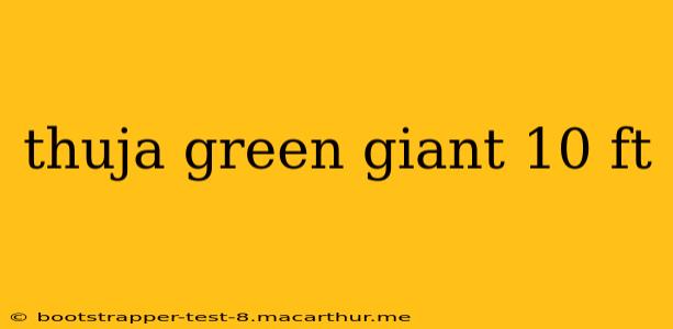 thuja green giant 10 ft