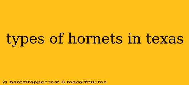 types of hornets in texas