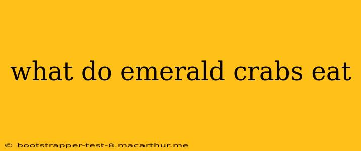 what do emerald crabs eat