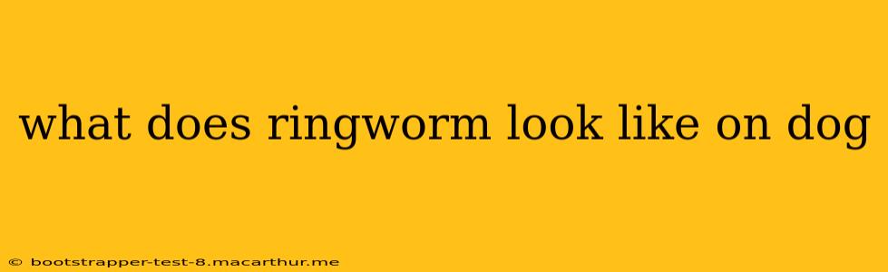 what does ringworm look like on dog
