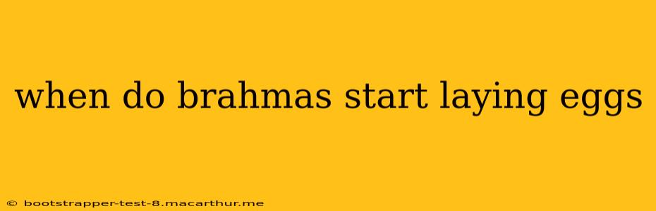 when do brahmas start laying eggs