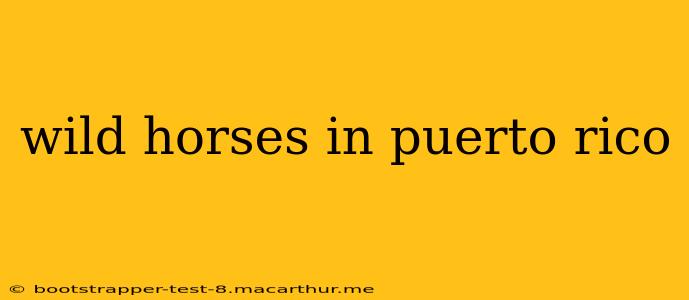wild horses in puerto rico