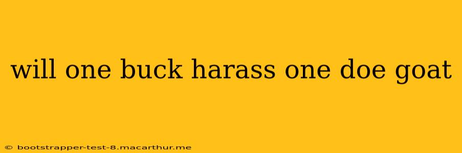 will one buck harass one doe goat