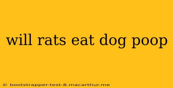 will rats eat dog poop